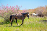 Fototapeta Konie - A herd of horses graze in the meadow in summer, eat grass, walk and frolic. Pregnant horses and foals, livestock breeding concept.