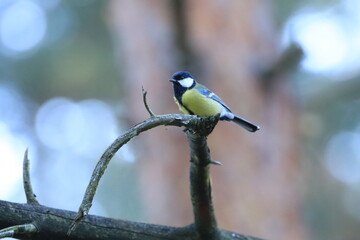 natur, wald, vogel, meise, wildtier, ast, unberührt