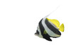 Longfin bannerfish isolated on transparent background, side view. Heniochus acuminatus fish cutout icon with copy space