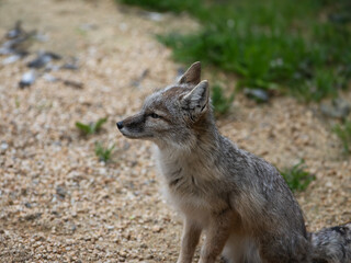 Sticker - portrait corsac fox in wild nature