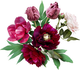Wall Mural - Pink rose, tulip and maroon peony isolated on a transparent background. Png file.  Floral arrangement, bouquet of garden flowers. Can be used for invitations, greeting, wedding card.