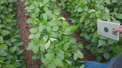 Sticker - Agriculture. a male farmer with a digital tablet in rubber boots walks in a soybean plantation. soybean farming business concept. farmer feet walking in soybean lifestyle field closeup