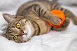 tabby cat female kitty kitten on bed blanket playing with halloween jack o lantern plastic pumpkin bucket, holding with paws and clutches.orange witch cap as decor, trick or treat holiday.