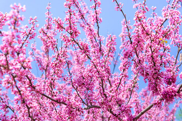 Poster - Spring tree with pink flowers. Spring border or background art with pink blossom. Beautiful nature scene with blossoming tree and sunlight.	