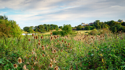 Wall Mural - wild teasel at embleton quarry nature reserve, a former whinstone quarry the new reserve is a tribut