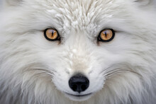 Generative AI Illustration Of Portrait Of Wild White Fox With Long Fur And Brown Eyes Looking At Camera