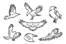 Raven Bird Or Eagle Line Art Hand Drawn Logo Icon Vector Illustration Collection