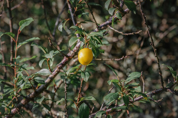 Wall Mural - Yellow cherry plum. A yellow cherry plum berry on a branch among green foliage.