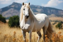 Portrait Of A  White Horse