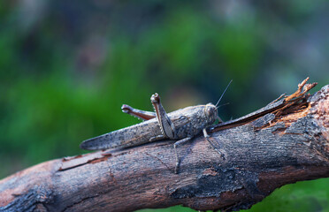 Wall Mural - A grasshopper on a leaf