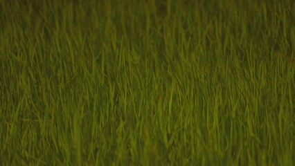 Wall Mural - Rice plantation in countryside of summer season