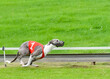 Side view of one fast running greyhound wearing a number one red jacket on the awans dog track, Belgium in summer 2023.