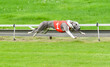 Side view of one fast running greyhound wearing a number one red jacket on the awans dog track, Belgium in summer 2023.