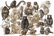 Detailed Illustration Of Primates Including Monkeys And Lemurs, Set Against A White Background. Generative AI