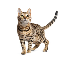 Wall Mural - Bengal cat marking the stop and looking away, isolated on white