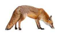 Side View Of A Red Fox Looking Down And Sniffing The Ground, Two Years Old, Isolated On White
