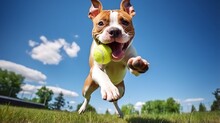 Active Young Red And White American Staffordshire Terrier Dog With Cropped Ears Posing Outdoors Jumping Up On A Green Grass Catching A Tennis Ball In Summer