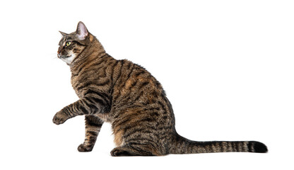 Poster - Side view of a sitting Tabby crossbreed cat pawing looking away, isolated on white