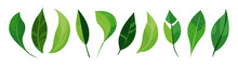 Botanical Green Set, Vivid Banana Leaf, Tropical, Jungle Leaves Collection. Greenery Foliage Plant For Home Arrangement, Floral Design. Garden, Office, Patio, Decor. Nature, Environment Illustration