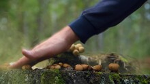 Lycoperdon Is A Group Of Overgrown Puffball Mushrooms On A Birch Stump. The Concept Of The Spread Of Fungal Spores. A Man Breaks Dust Mycelium With His Hand. Allergen.