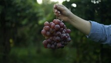 Worker Woman Hands Holding A Bunch Of Ripe Pink Grapes On The Vine. High Quality FullHD Footage