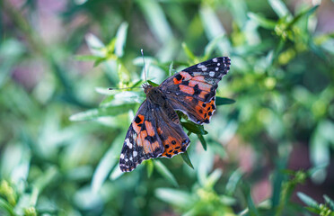 Wall Mural - a red butterfly on a blade of grass