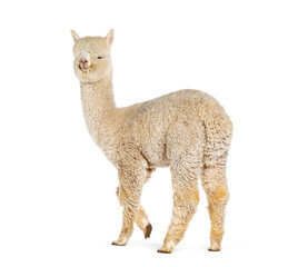 Poster - Side of a white nine months old alpaca - Lama pacos, isolated