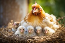 Chicken With Chickens In The Nest.