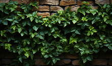 Green Ivy On A Dark Stone Wall.