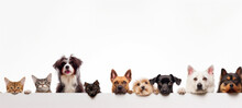 Cute Different Dogs And Cats Peeking On Isolated White Background, With Copy Space, Blank For Text Ads, And Graphic Design.