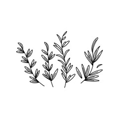 Wall Mural - rosemary doodle icon, vector illustration isolated on white background