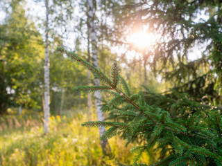 Wall Mural - Birch tree forest on a warm sunny summer day. Nature background. Calm and relaxing mood. Sun flare. Soft and airy look.