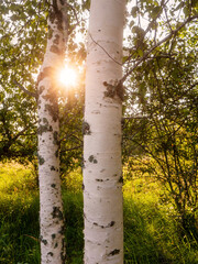 Wall Mural - Birch tree forest on a warm sunny summer day. Nature background. Calm and relaxing mood. Sun flare. Soft and airy look.