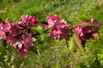 Wall Mural - Beautiful pink apple flowers Malus floribunda. Springtime concept.