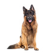 © Eric Isselée - Long haired german shepherd, isolated on white