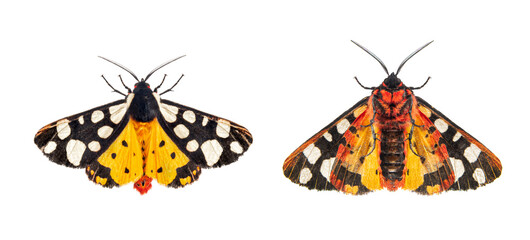 Wall Mural - Ventral and dorsal side of a Cream-spot tiger moth, Arctia villica, Erebidae  family, isolated on white