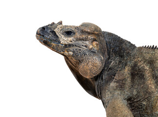 Poster - Head shot of a Rhinoceros iguana, Cyclura cornuta, isolated on white