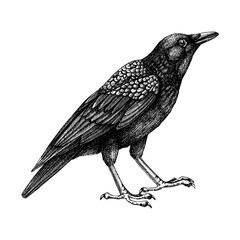 Crow vector sketch. Hand drawn vector  illustration in engraved style. Large black and white bird isolated on white background. Raven drawing.Detailed wildlife drawing for print, poster, card, cover.