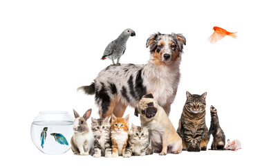 Group of pets posing around an australian shepherd; dog, cat, ferret, rabbit, bird, fish, rodent, isolated on white