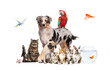 Group of pets posing around an australian shepherd; dog, cat, ferret, rabbit, bird, fish, rodent, isolated on white