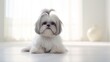 Close up on a cute Shih Tzu dog looking at the camera on white room.