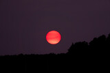 Fototapeta Do akwarium - Magnificent red sun setting behind the forest