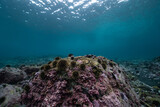 Fototapeta Do akwarium - Urchin barren with surface in background, underwater landscape