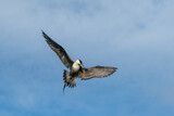 Fototapeta Do akwarium - A long-tailed jeager turning midair
