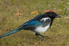 High Resolution Photo Of A Magpie In The Grass