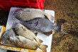 Grey triggerfish (Balistes capriscus) and seabream was sold in Negombo Fishery Harbour market, Sri lanka