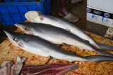 Fototapeta Łazienka - Dead finless silky shark (Carcharhinus falciformis) was sold in Negombo Fishery Harbour market, Sri lanka