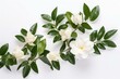 Arrangement of gardenia flowers on stalks and leaves in a flat lay shot, isolated on white background with copy space. Generative AI