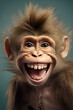 Portrait of a monkey with a cheeky grin