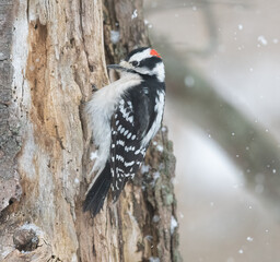 Wall Mural - Downy woodpecker in Winter